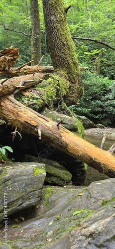 tree in the forest 12