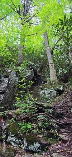 tree in the forest 8