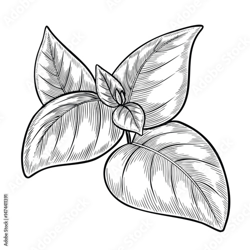 Vector illustration of Basil leaves in outline style. Linear engraving of kitchen herb painted by black inks for cooking book or menu decoration. Outline drawing of oregano for culinary project.