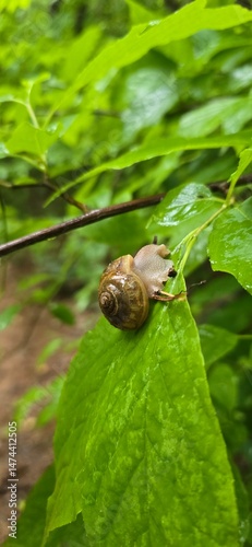 snail on a leaf 3