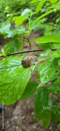 snail on a leaf 2