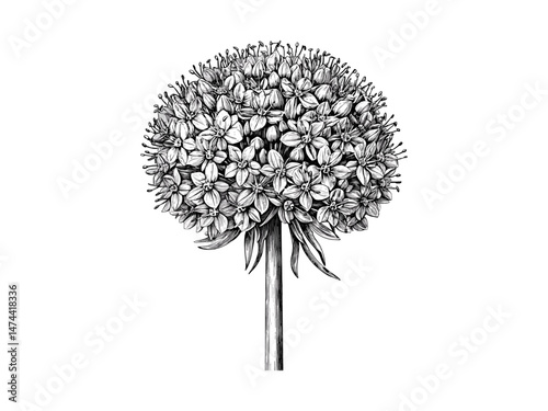 Hand-drawn vintage botanical sketch of allium flower ball, retro nature print, antique floral illustration, black sketch, trendy old engraving, vintage decor art, floral motif, nature wall art