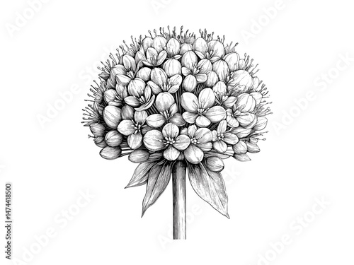 Antique black sketch of allium flower ball, vintage hand-drawn floral print, botanical retro illustration, nature wall art, old engraving style, trendy decor, floral decor art
