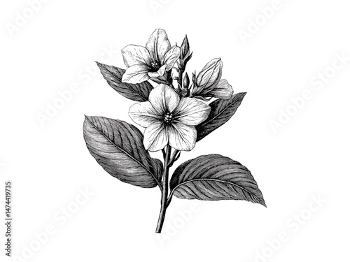 Balsam flower, hand-drawn engraving, vintage floral decor, retro print, antique botanical illustration, black sketch, trendy home decor, nature art, old-school engraving, flower bloom