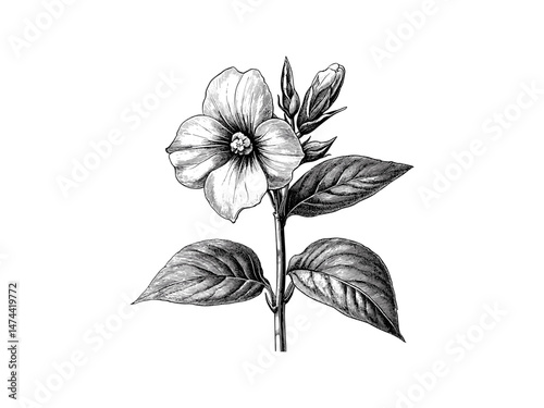 Antique balsam flower sketch, vintage flower art, black floral engraving, trendy nature decor, retro botanical illustration, hand-drawn engraving, floral bloom, old-style nature print