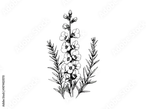 Black sketch of bell heather flower, trendy floral print, antique rustic garden decor, vintage hand-drawn engraving, engraved bloom illustration, botanical art, old engraving style, flower decor