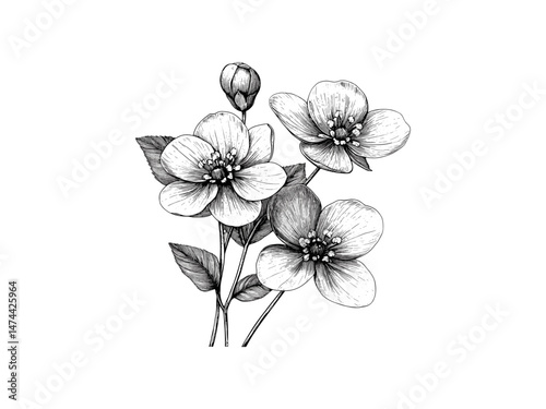 Engraved hepatica bloom, hand-drawn vintage floral illustration, rustic botanical sketch, trendy woodland decor motif, spring flower art, antique summer engraving style