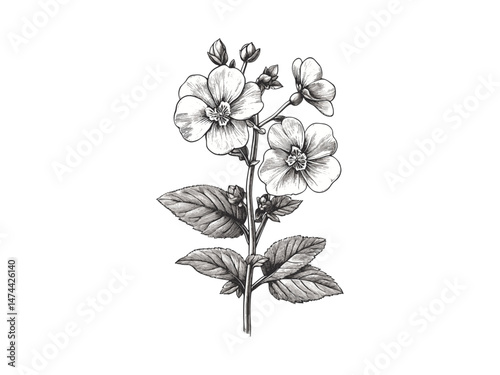 Vintage Honesty flower sketch, hand-drawn floral engraving, antique plant print, black garden art, trendy botanical decor, retro flora illustration, Victorian botanical art,