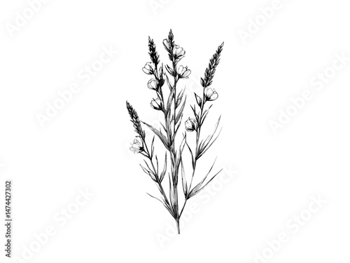 Little bluestem flower hand-drawn engraving, vintage botanical sketch, antique floral illustration, trendy rustic prairie bloom motif, engraved decor, Black sketch, old engraving style, nature art