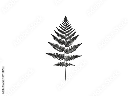 Hand-drawn fern leaf engraving, vintage botanical sketch, antique nature decor, retro foliage art print, minimalist line flora, black sketch, old engraving style, trendy home decor, nature wall art