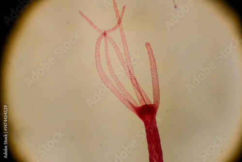 Hydra polyp with visible budding and tentacle extension under microsc