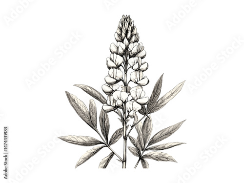 Lupine Bloom Vintage Sketch, retro botanical drawing, engraved flora artwork, antique floral line art, trendy plant decor, hand-drawn nature wall print, black flower illustration,