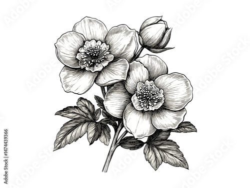 Retro Hellebore Bloom Sketch, Vintage Botanical Drawing, Hand-Drawn Floral Art, Old Engraving Style, Black Line Flora Illustration, Antique Nature Print, botanical wall decor,
