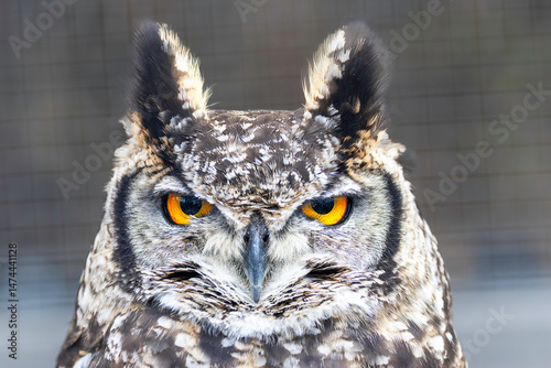 portrait of a spotted eagle owl at an animal park