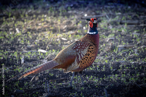 curious male common pheasant in natural habitat