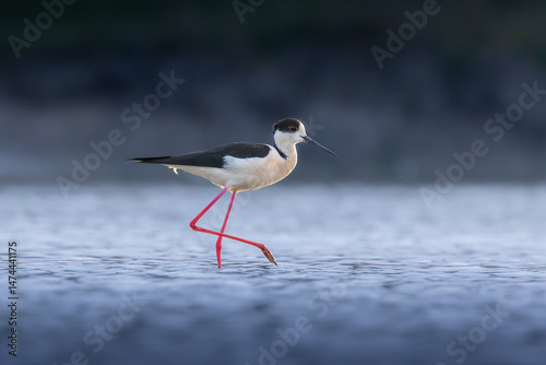 black winged stilt foraging for food in shallow waters