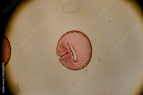 Neural fold cross section during embryonic development under microsco photo