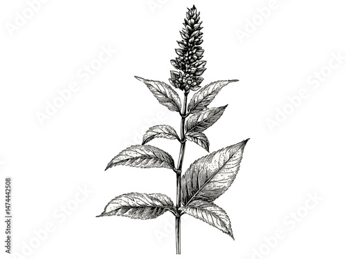 Amaranth flower vintage engraving, hand-drawn botanical art, rustic garden motif, retro bloom line art, nature-inspired print, trendy engraved decor, old engraving style, antique illustration.