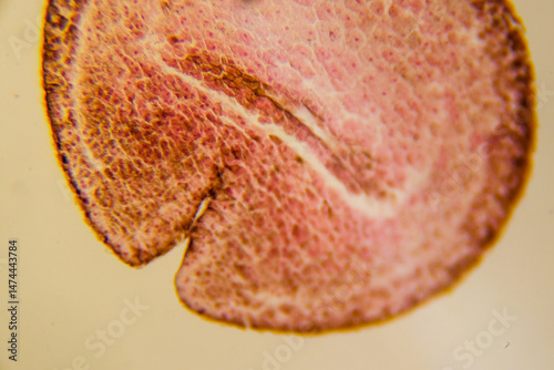Neural fold cross section during embryonic development under microsco photo
