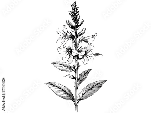 Rustic garden bloom print, vintage engraving of cardinal flower, antique botanical illustration, trendy hand-drawn floral sketch, old engraving style, black sketch, nature decor motif