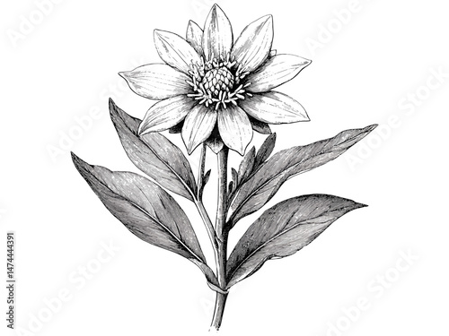 Hand-drawn alpine botanical sketch, vintage engraving of edelweiss flower, black sketch, antique floral print, old engraving style, trendy nature decor, vintage mountain flower, rustic wall art
