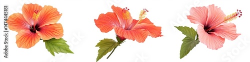 Wallpaper Mural Vibrant hibiscus blossoms in varying shades of orange and pink, with lush green leaves Torontodigital.ca