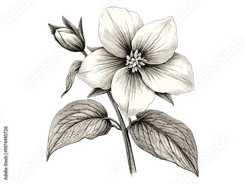 Vintage trillium flower engraving, antique botanical sketch, rustic floral illustration, black ink bloom motif, hand-drawn garden decor, engraved heritage floral drawing