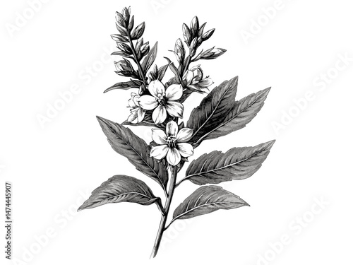 Vintage loosestrife flower, antique botanical engraving, hand-drawn wild bloom, rustic black sketch illustration, trendy floral motif, vintage wildflower drawing, flower sketch art,