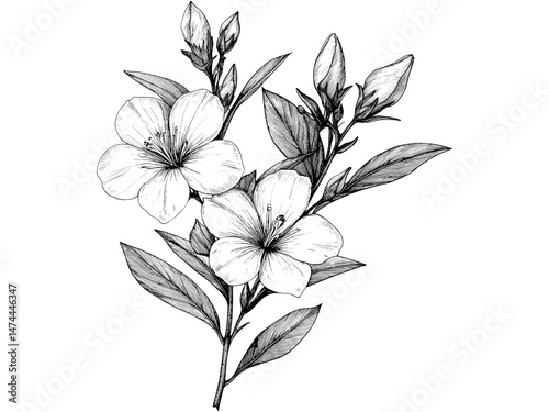 Antique floral illustration, oleander flower sprig, black ink sketch, botanical line drawing, hand-drawn design, vintage garden plant motif, trendy bloom decor, natural botanical art.