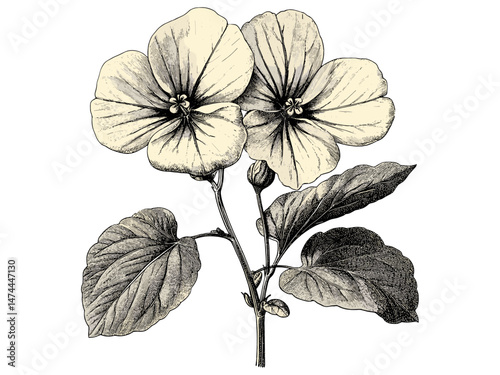 Vintage nasturtium flower engraving, hand-drawn botanical illustration, engraved garden bloom, rustic nature motif, trendy black sketch, antique floral art, old engraving style print