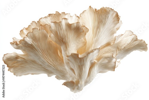 Delicate oyster mushrooms in creamy beige hues, a study in organic form.