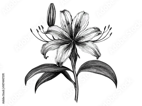 Spider lily flower engraving, vintage botanical illustration, black sketch, retro floral design, hand-drawn bloom motif, trendy antique decor, old engraving style, floral artwork.