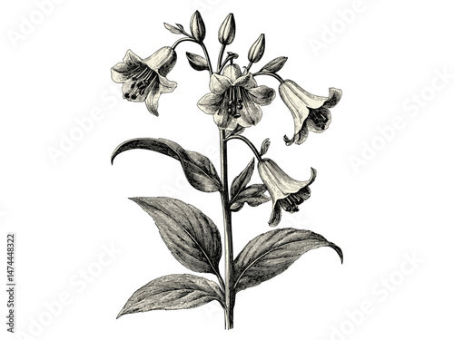 Antique floral illustration of Virginia bluebell flower, vintage botanical sketch, hand-drawn engraving, rustic spring motif, black sketch, trendy decor, old engraving style, blooming art