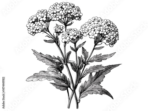 Vintage botanical sketch of yarrow flower, hand-drawn antique illustration, retro floral engraving, black sketch art, vintage decor print, trendy retro style, floral artwork, timeless design