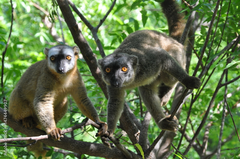 Obraz premium The common brown lemurs, Eulemur fulvus, Madagascar 