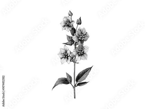 Vintage Delphinium Botanical Print, engraved floral style, old black sketch, hand-drawn bloom, flora illustration, antique flower wall decor, retro herbarium art, classic botanical design