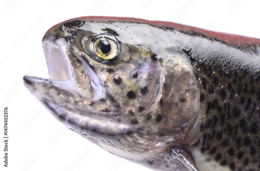 Fisht rout isolated on white background