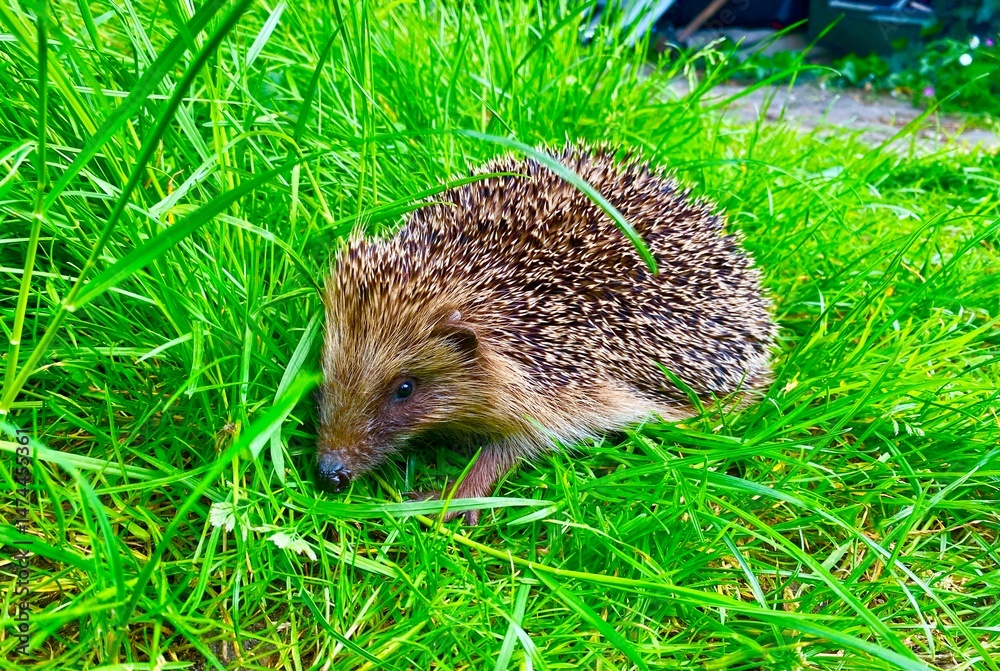 Fototapeta premium hedgehog in the grass