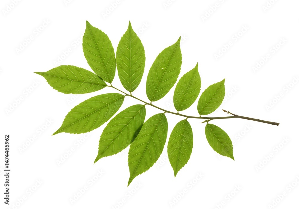 Fototapeta premium Isolated branch with green leaves on a white background