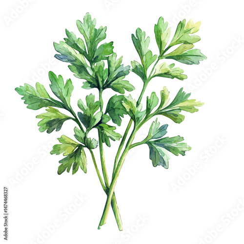 Parsley A Single Branch, watercolor illustration, isolated on a white background.
