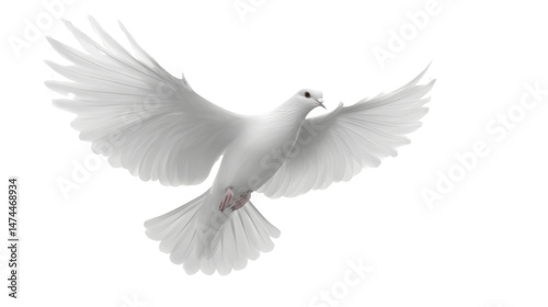 white pegion flying isolated on white background 