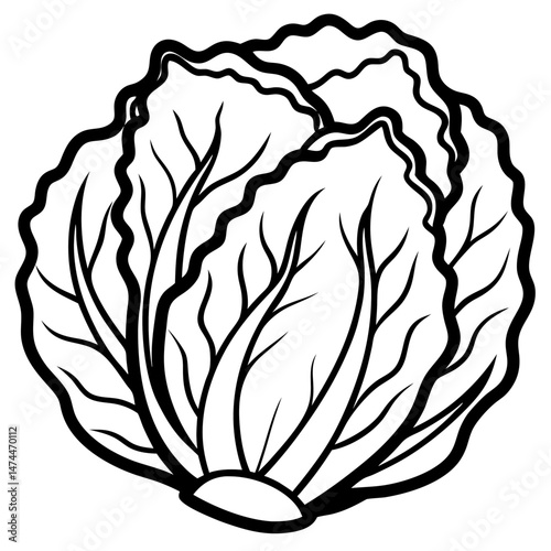 Minimalist Napa Cabbage Vector Art