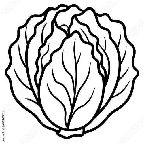 Minimalist Napa Cabbage Vector Art