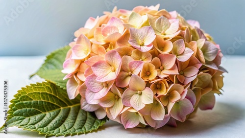 Close-Up Pink Hydrangea Flower Bloom, Delicate Petals, Vibrant Floral Macro Photography