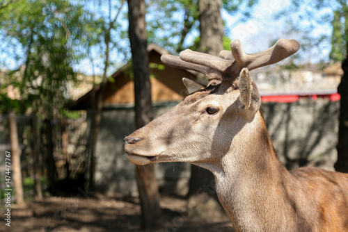 Deer in the zoo. Close-up