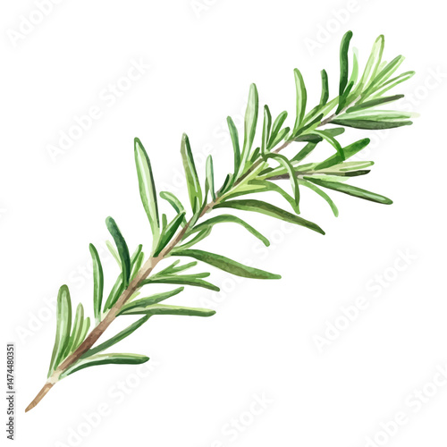 watercolor vector of Rosemary A Single Branch, isolated on a white background.