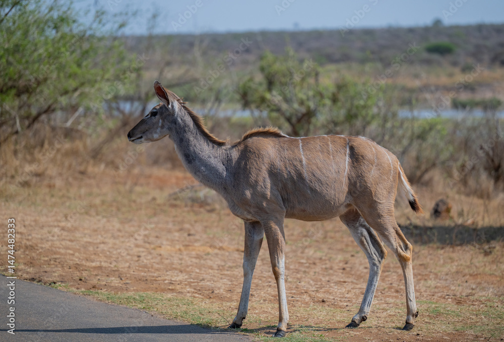 Kudu im Krüger National Park - Kruger Nationalpark Südafrika Kudu im Krüger National Park - Kruger Nationalpark Südafrika