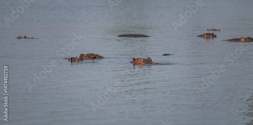 Wallpaper Mural Afrikanische Tiere Flusspferd genannt Nilpferd - Hippo, im Krüger National Park - Kruger Nationalpark Südafrika Torontodigital.ca