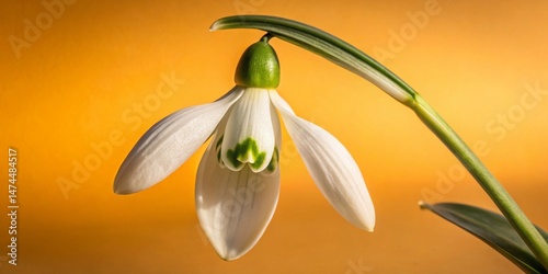 Delicate Snowdrop Flower with Green Stems, Long Exposure, Black Background Stock Photo