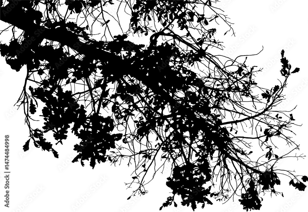 Fototapeta premium Vector illustration of natural oak branch